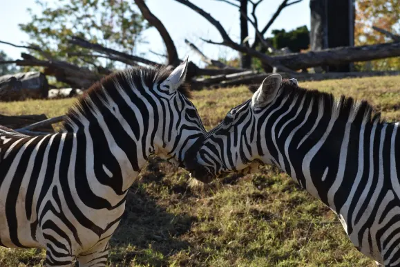 Casino Hot Line Stuðningur